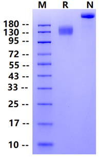 Biotinylated CEACAM-5/CD66e Fc&Avi Tag Protein, Human