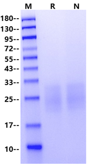 ST6/CD82 His Tag Protein, Human