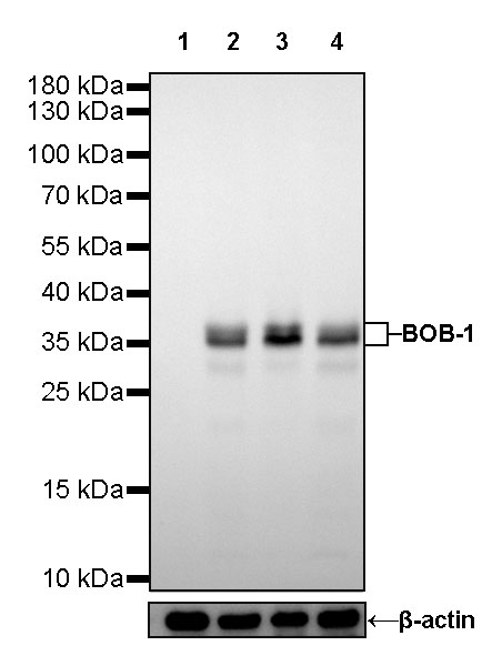 BOB-1 Recombinant Rabbit mAb (SDT-263-55)