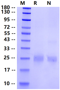 Biotinylated CTLA4 His&Avi Tag Protein, Human