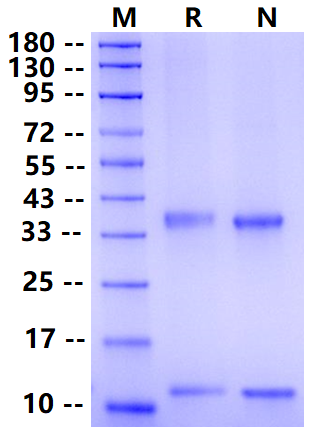 Biotinylated FcRn His&Avi Tag Protein, Cynomolgus