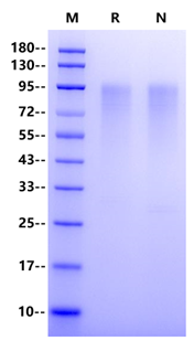 HRSVL (strain Long) Glycoprotein G Protein, His Tag