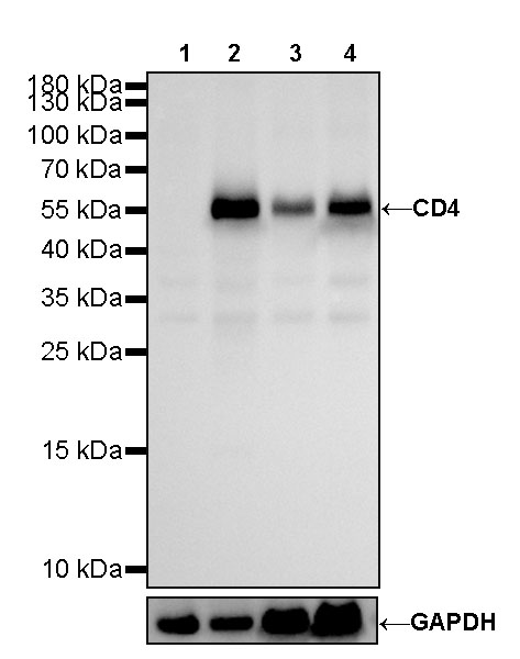 CD4 Recombinant Rabbit mAb (SDT-R163)