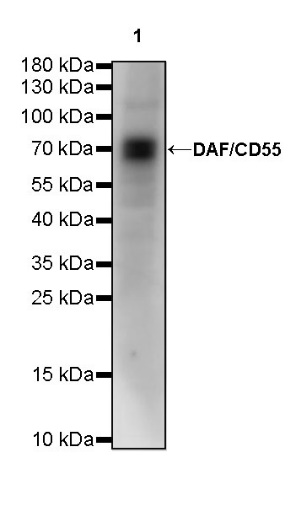 DAF/CD55 Mouse mAb (S-628-1)