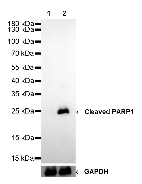 Cleaved PARP1 Recombinant Rabbit mAb (SDT-R084)