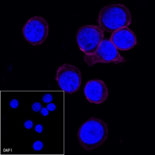 CD45 Recombinant Rabbit mAb (Alexa Fluor® 647 Conjugate) (S-R035)