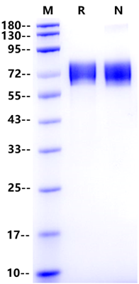 LILRB1/CD85j/ILT2 His Tag Protein, Cynomolgus