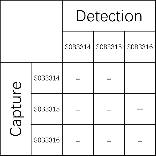 CA19-9 Recombinant Rabbit mAb (SDT-238-38-2)