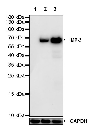 IMP-3 Recombinant Rabbit mAb (S-439-10)