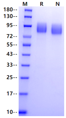 MERTK His Tag Protein, Mouse