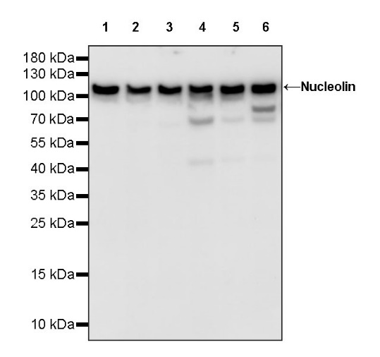 Nucleolin Rabbit Polyclonal Antibody