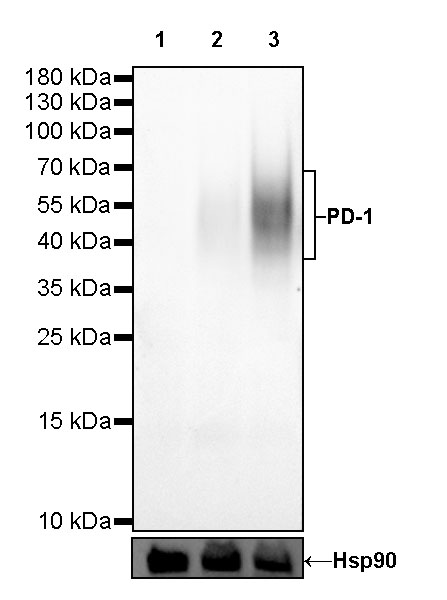 S-RMab® PD-1 Recombinant Mouse mAb (SDT-R143)