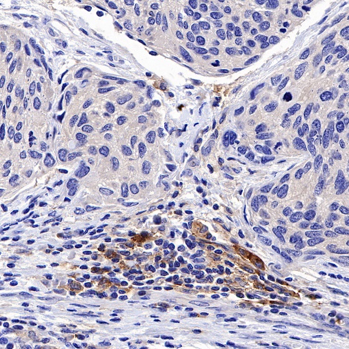 PD-L2 Recombinant Rabbit mAb (S-1041-21)