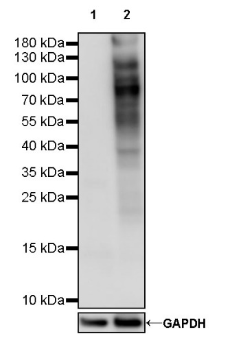 Phosphotyrosine Recombinant Mouse mAb (S-R433-2)