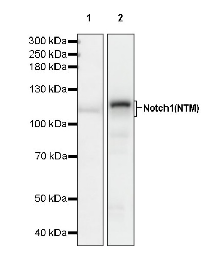 Notch1 Recombinant Rabbit mAb (S-1105-4)