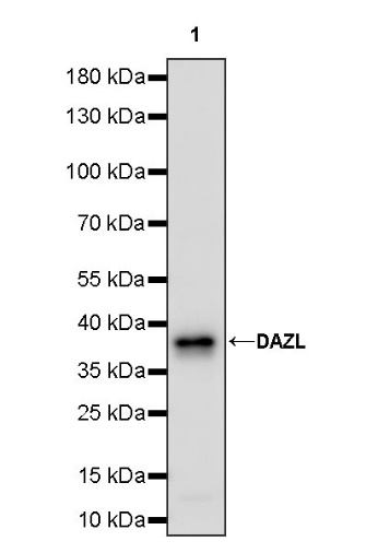 DAZL Rabbit Polyclonal Antibody