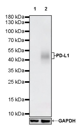 S-RMab® PD-L1 Recombinant Rabbit mAb (SDT-119-286)