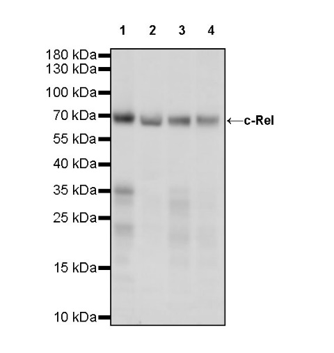 c-Rel Recombinant Rabbit mAb (S-1150-52)