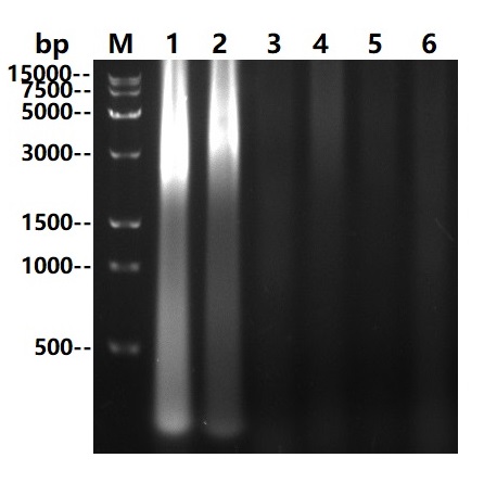 UltraNuclease 全能核酸酶
