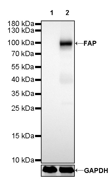 FAP Recombinant Rabbit mAb (SDT-R132)
