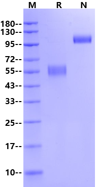NKG2D/CD314 Fc Chimera Protein, Mouse