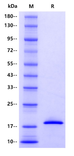 Human PIN1 Protein, His tag