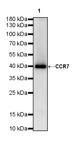 CCR7 Recombinant Rabbit mAb (S-R333)