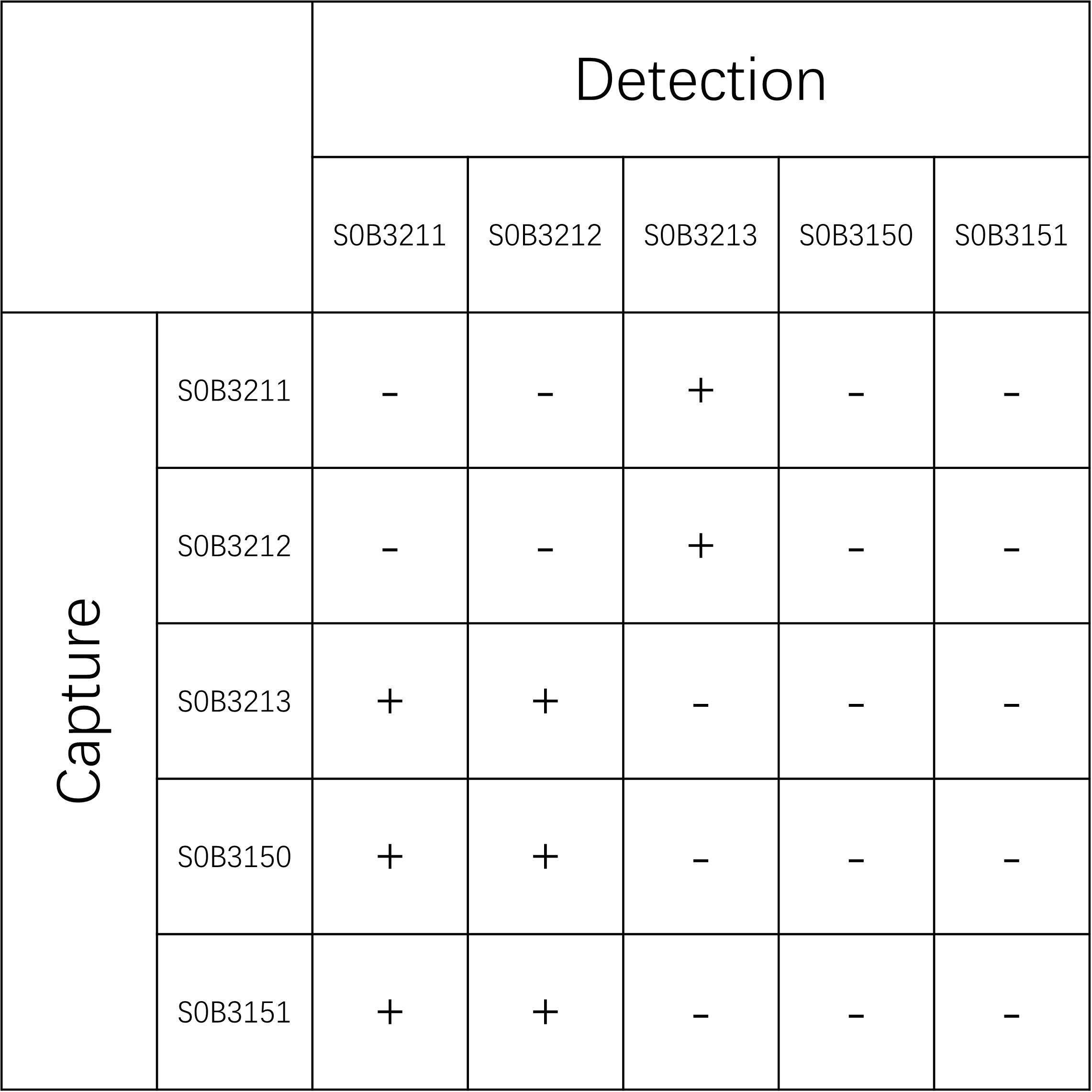 TRF Recombinant Rabbit mAb (SDT-613-26)