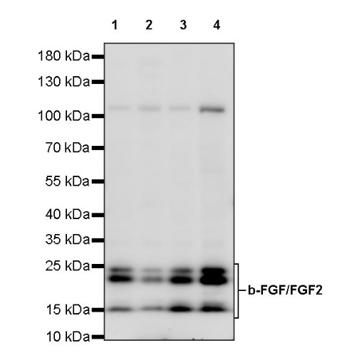 b-FGF/FGF2 Recombinant Rabbit mAb (S-1161-136)