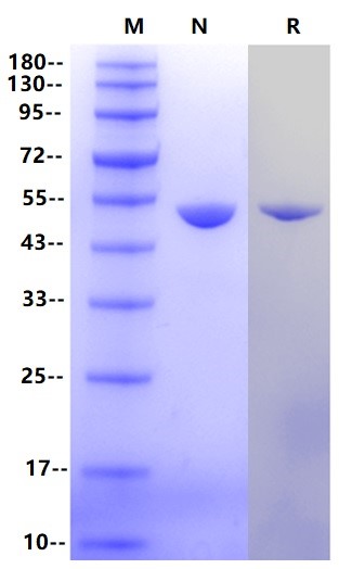 ENO-2(NSE), Human