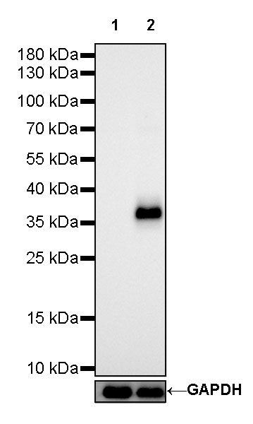 CD7 Recombinant Rabbit mAb (SDT-R165)