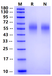 Biotinylated CEACAM-6/CD66c His&Avi Tag Protein, Human