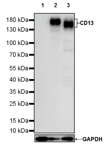 CD13 Mouse mAb (S-689-37)