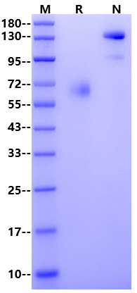 SLAMF7/CRACC/CD319 Fc Chimera Protein, Human