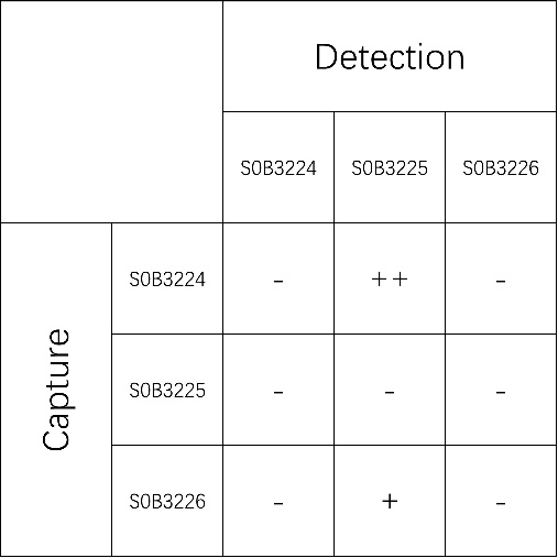 C-Peptide Recombinant Rabbit mAb (SDT-638-43)