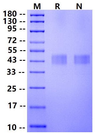 Biotinylated TROP2 His&Avi Tag Protein, Mouse