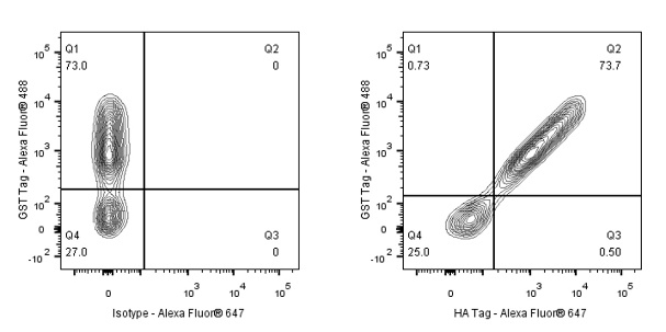HA tag Recombinant Rabbit mAb (Alexa Fluor® 647 Conjugate) (S-113-76)