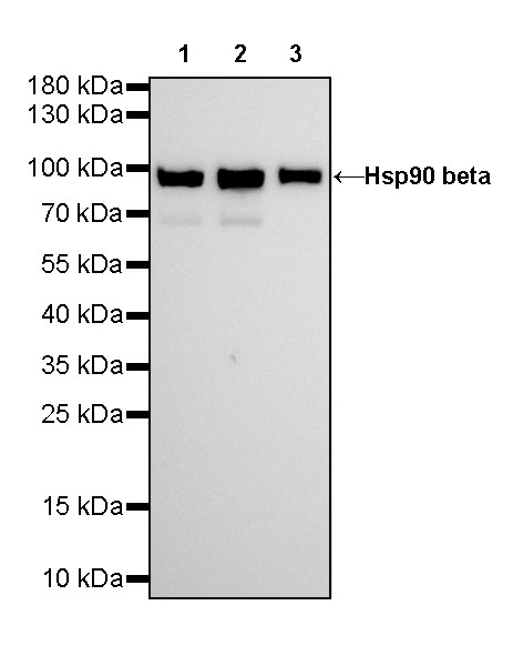 Hsp90 beta Recombinant Rabbit mAb (SDT-359-59)