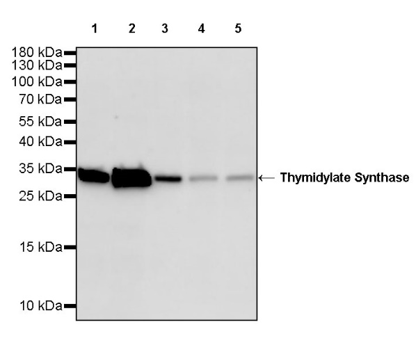 Thymidylate Synthase Recombinant Rabbit mAb (S-753-7)