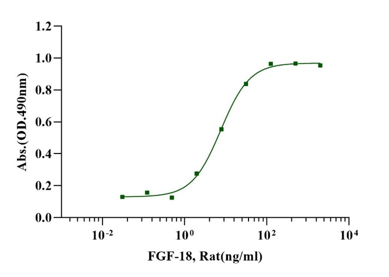 FGF-18 Protein, Rat