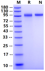 Biotinylated EGFR His&Avi Tag Protein, Human