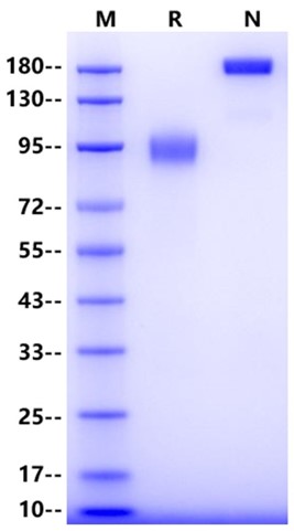 Axl Fc Chimera Protein, Human