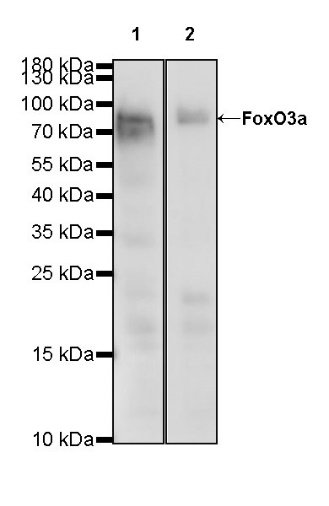 FoxO3a Recombinant Rabbit mAb (S-465-41)