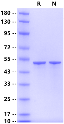 SARS-CoV-2 (BA.2&BA.5/Omicron) Nucleocapsid, His Tag