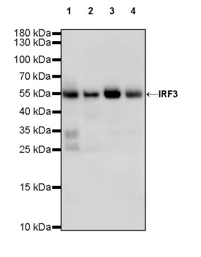 IRF3 Recombinant Rabbit mAb (S-449-24)