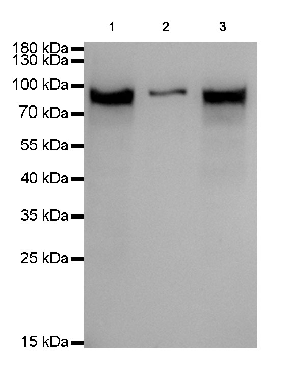 MCM7 Recombinant mAb (SDT-062-18)