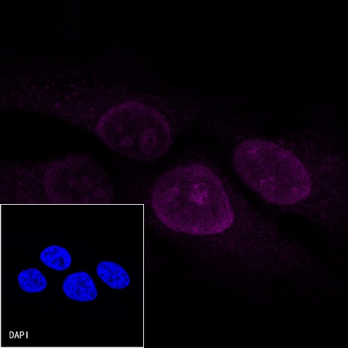 Ki67 Mouse mAb (Cy5 Conjugate) (S-606-33)