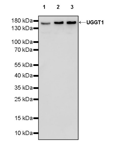 UGGT1 Recombinant Rabbit mAb (S-1079-19)