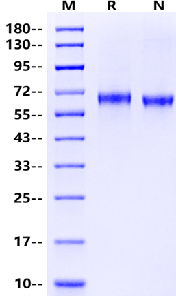 LILRB2/CD85d/ILT4 His Tag Protein, Cynomolgus