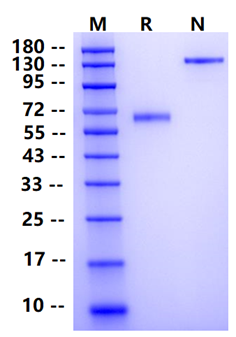 Biotinylated VSIG3/IGSF11 Fc&Avi Tag Protein, Human